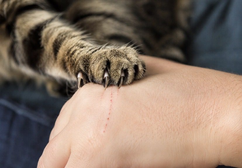 Kedi tırmığı hastalığı nedenleri, belirtileri ve tedavisi