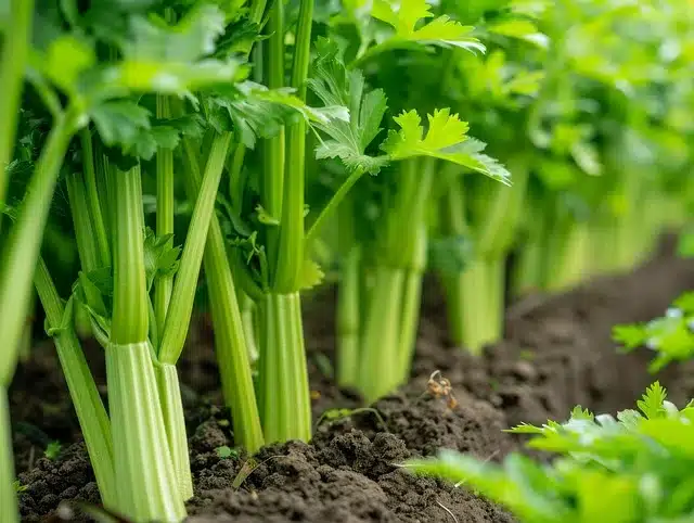 Mucizeler yaratın! Maydanozun bilmediğiniz 5 faydası