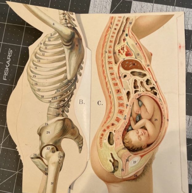 Hamilelikte organlar yer değiştirir mi? Vücuttaki değişimler